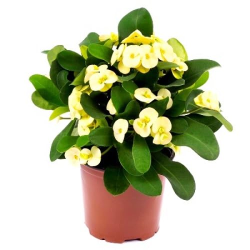 Crown Thorns Flower Seeds Heirloom Non-GMO High Germination Organic Garden Seeds for Planting