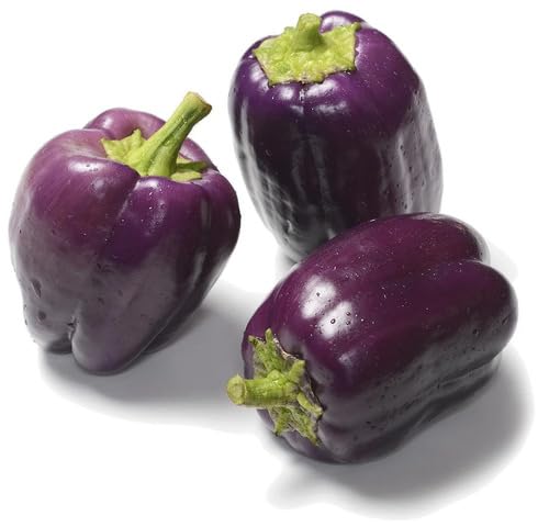 Purple Pepper Seeds – Heirloom, Non-GMO, High Germination Organic Garden Seeds Planting