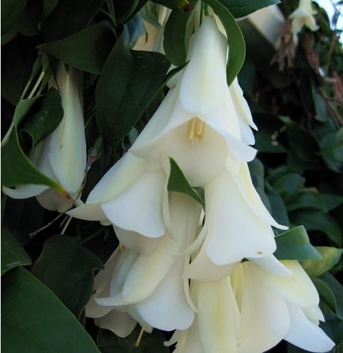 white lapageria flower seeds