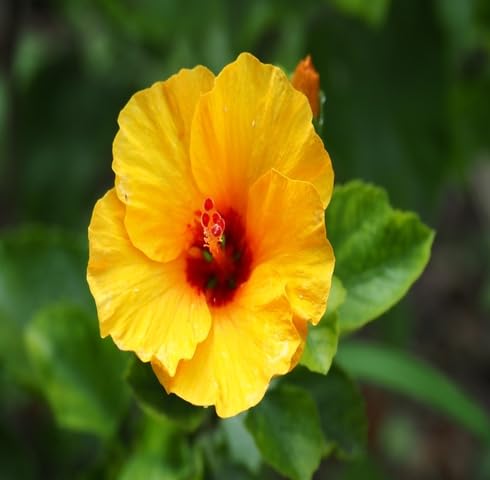 Yellow Hibiscus Flower Seeds – Heirloom Non-GMO High Germination Organic Garden Seeds