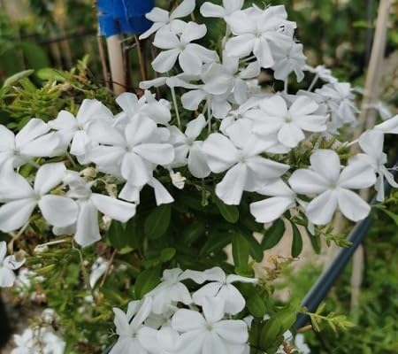 Plumbago Flower Seeds White – Heirloom Non-GMO High Germination Organic Garden Seeds