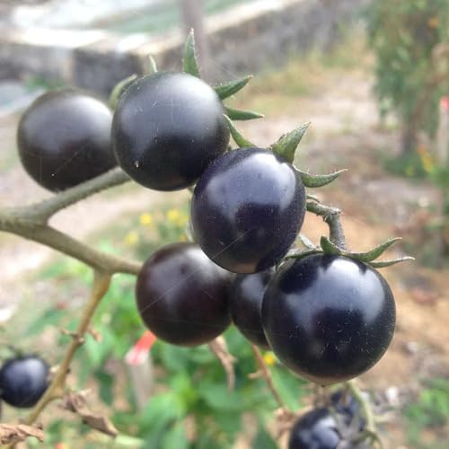 Black Tomato Seeds – Heirloom, Non-GMO, High Germination Organic Garden Seeds Planting