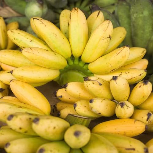 Yellow Banana Seeds – Heirloom, Non-GMO, High Germination Organic Garden Seeds