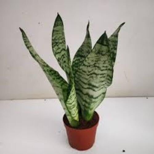 sansevieria heirloom non-gmo seeds