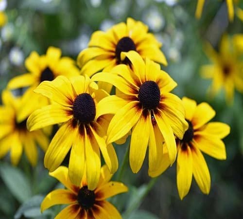 Rudbeckia Flower Seeds for Planting – Heirloom, Non-GMO, High Germination Organic Garden Seeds