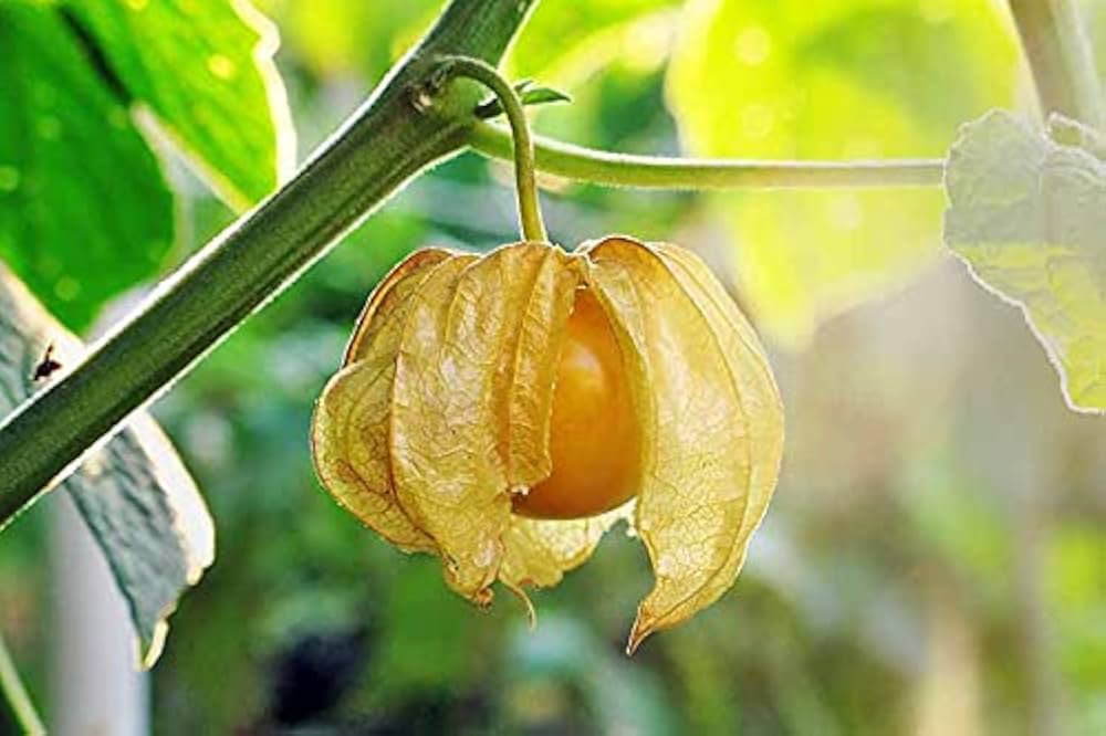tomatillo husk flower seeds