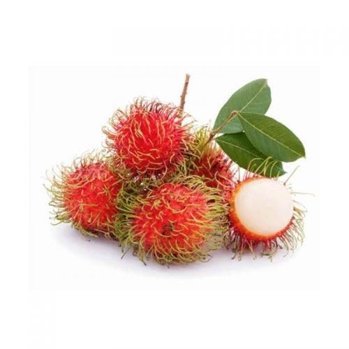 Rambutan Seeds White – Heirloom, Non-GMO, High Germination Organic Garden Seeds for Planting