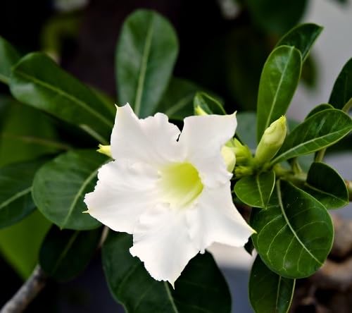 White Desert Roses Flower Seeds Heirloom Non-GMO High Germination Organic Garden Seeds for Planting
