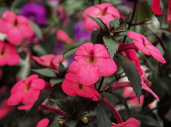 Achimenes Flower Seeds for Planting – Heirloom Non-GMO High Germination Organic Garden Seeds