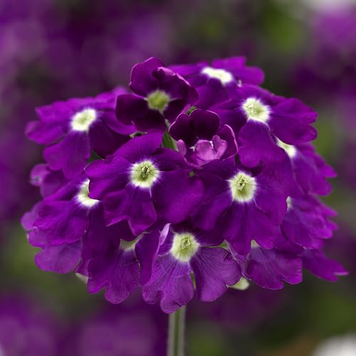 Purple Verbena Flower Seeds for Planting – Heirloom, Non-GMO, High Germination
