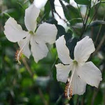 white hibiscus flower seeds