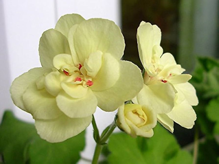 Geranium Flower Seeds Yellow Heirloom Non-GMO High Germination Seeds for Planting