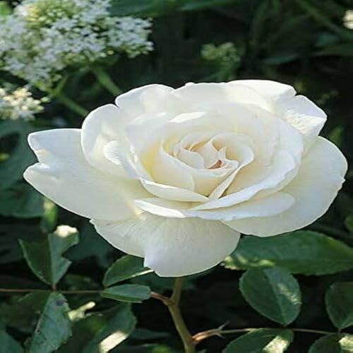 whiteroseflowerheirloomnongmo flower seeds