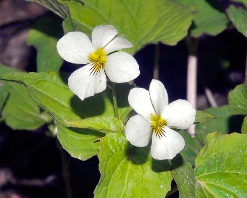 White Viola Flower Seeds – Heirloom Non-GMO High Germination Organic Garden Seeds