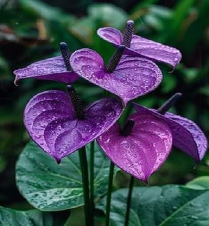 Violet Anthurium Flower Seeds for Planting – Heirloom Non-GMO High Germination Organic Seeds