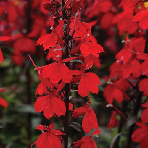 Red Lobelia Erinus Flower Seeds for Planting – Heirloom, Non-GMO, High Germination Organic Garden Seeds