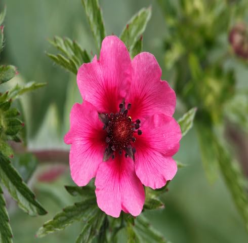 Semillas de Flores de Cincoenrama Rosa – Herencia, Sin OGM, Semillas Orgánicas de Alta Germinación para Siembra