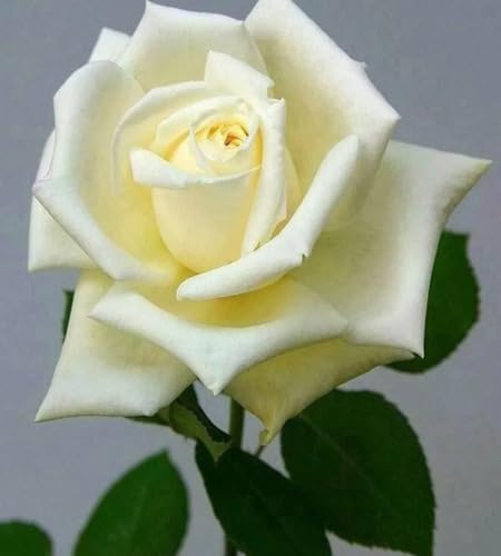 White Rose Flower Seeds – Heirloom Non-GMO Organic Garden Seeds
