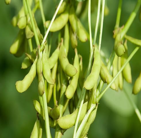 Green Soybeans Seeds – Heirloom, Non-GMO, High Germination Organic Garden Seeds Planting