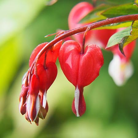Rote Herzblume Samen zum Pflanzen – Alte Sorte, gentechnikfrei, hohe Keimfähigkeit, Bio-Gartensamen