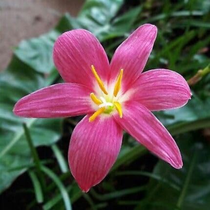pink zephyranthes flower seeds
