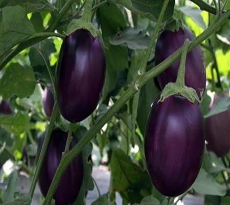 Brinjal Seeds – Heirloom, Non-GMO, High Germination Organic Garden Seeds Planting