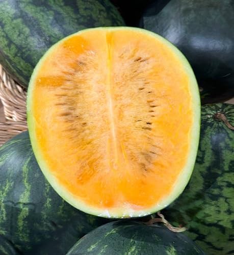 Yellow Watermelon Seeds for Planting | Heirloom Non-GMO Organic Garden Seeds