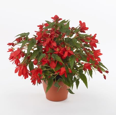 red begonia flower seeds