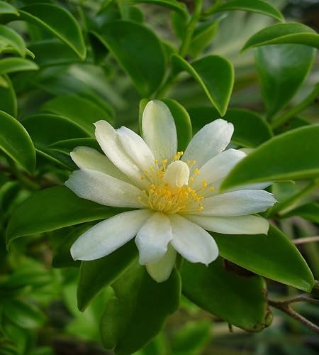 Pereskia Aculeata Flower Seeds Heirloom Non-GMO High Germination Organic Garden Seeds for Planting