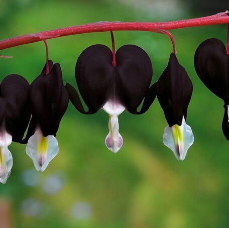 black lamprocapnos flower seeds