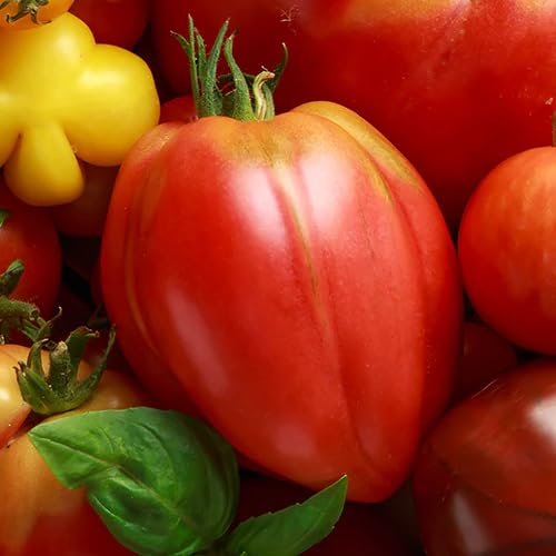Tomato Seeds – Heirloom, Non-GMO, High Germination Organic Garden Seeds Planting