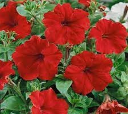 calibrachoa flower flower seeds