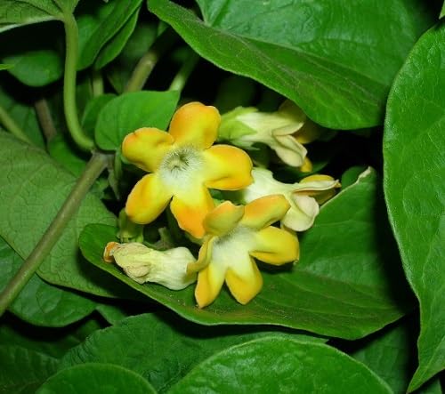 Telosma Flower Seeds Heirloom Non-GMO High Germination Organic Garden Seeds for Planting
