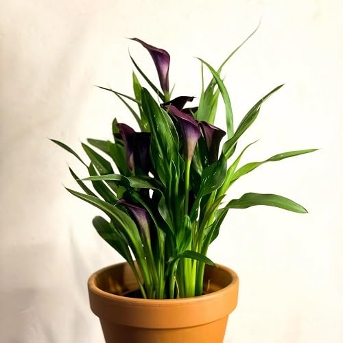 Purple Bonsai Calla Lily Flower Seeds for Planting Heirloom Non-GMO High Germination Organic Garden Seeds