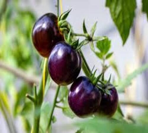 Tomatenanbau Purpursamen – Alte Sorte, gentechnikfrei, hohe Keimrate, Bio-Gartensamen