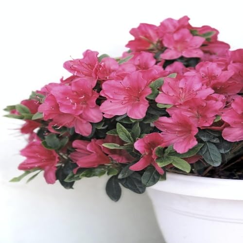 pink azalea flower seeds