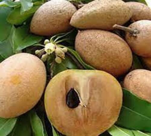 Brown Sapodilla Seeds – Heirloom, Non-GMO, High Germination Organic Garden Seeds