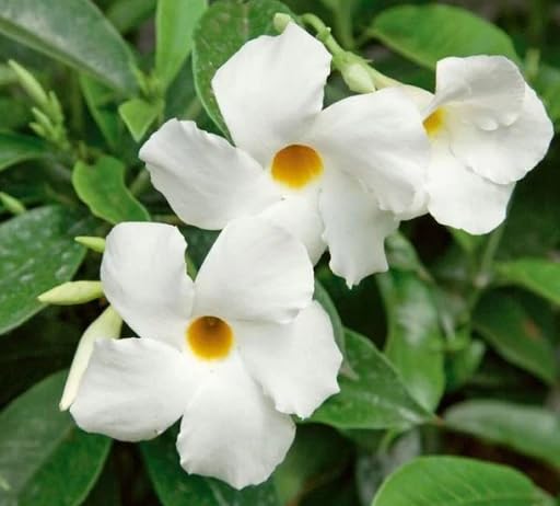 White Mandevilla Flower Seeds Heirloom Non-GMO High Germination Organic Garden Seeds for Planting