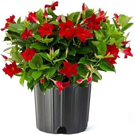 red dipladenia flower seeds