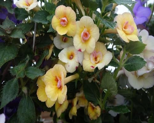 Yellow Achimenes Flower Seeds – Heirloom, Non-GMO, High Germination Organic Garden Seeds