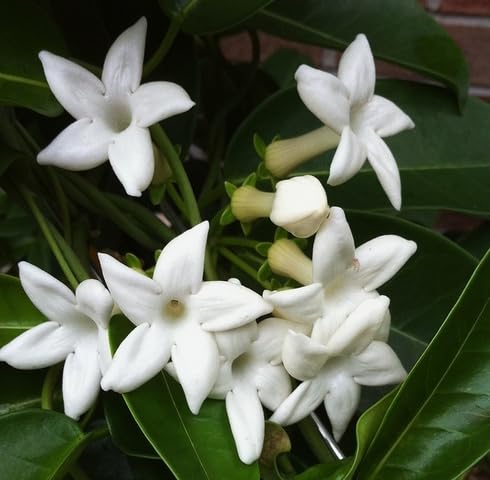 White Stephanotis Flower Seeds Heirloom Non-GMO High Germination Organic Garden Seeds for Planting
