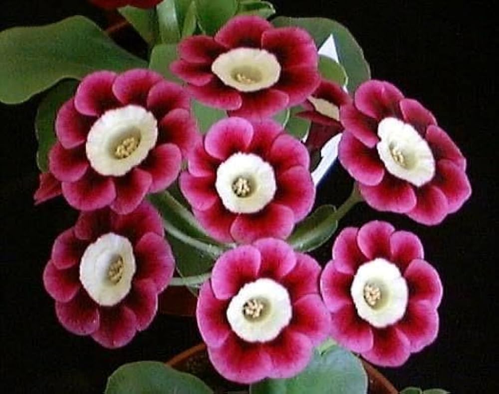mini primrose flower seeds