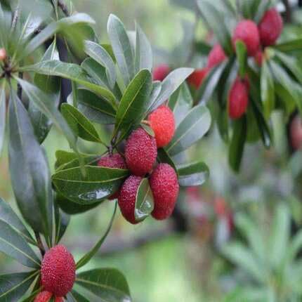 Bay Berry Seeds Red Heirloom Non-GMO High Germination Organic Garden Seeds for Planting