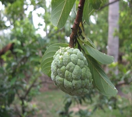 Custard Apple Seeds – Heirloom, Non-GMO, High Germination Organic Garden Seeds