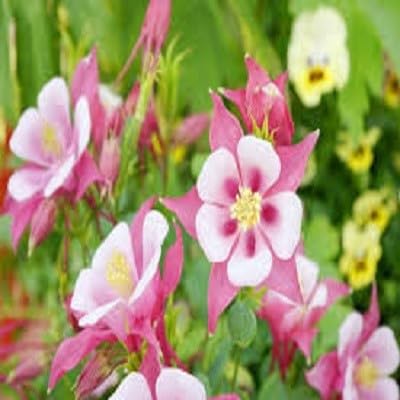 Rosa Akelei Blumensamen – Alte Sorte, gentechnikfrei, keimstark, Bio-Gartensamen zum Pflanzen