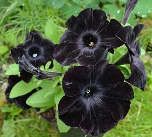 Petunia Flower Seeds Heirloom Non-GMO High Germination Organic Garden Seeds for Planting