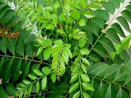 Curry Leaf Green Seeds – Heirloom, Non-GMO, High Germination Organic Garden Seeds Planting