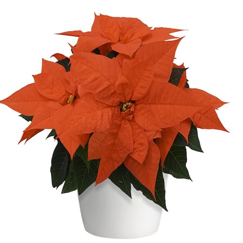 Orange Poinsettia Plant Seeds Heirloom Non-GMO High Germination Organic Garden Seeds for Planting