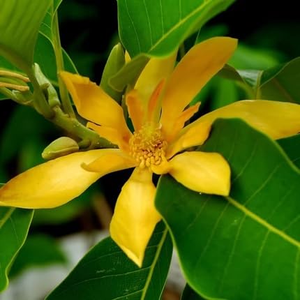 champa flower flower seeds