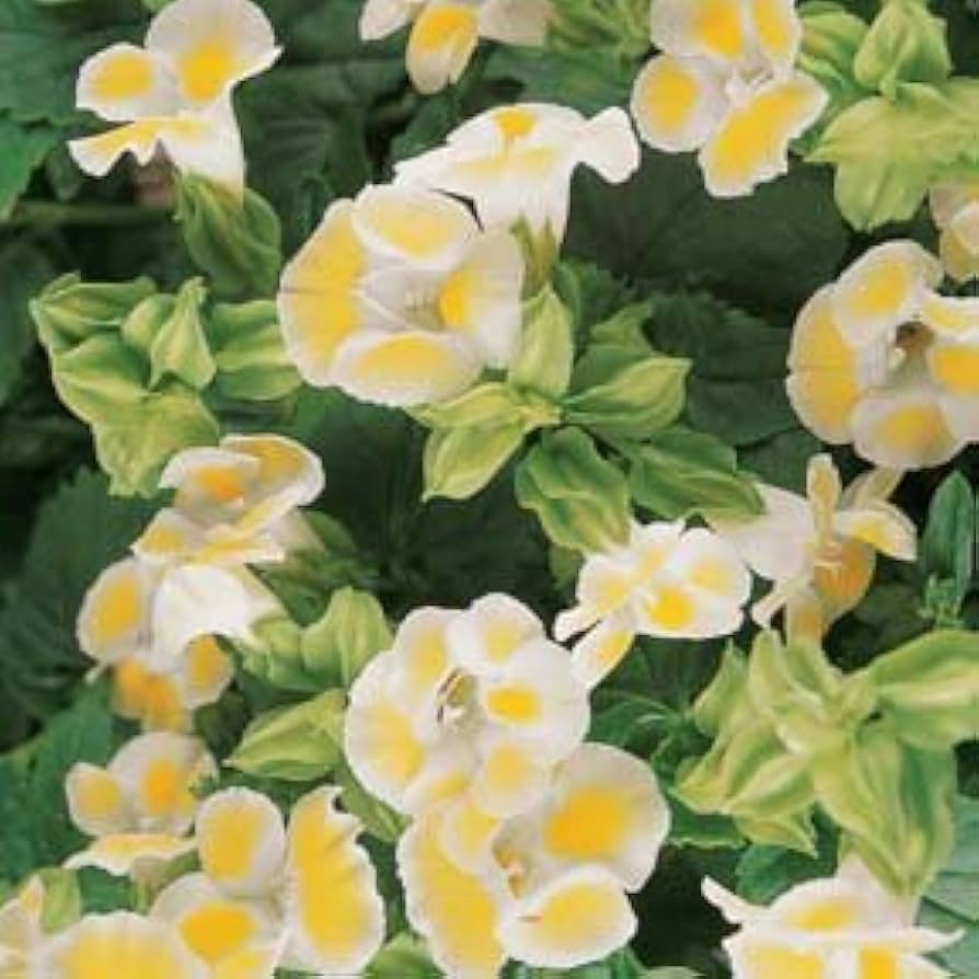Lemon Drop herb seeds